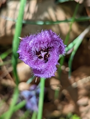 Calochortus tolmiei