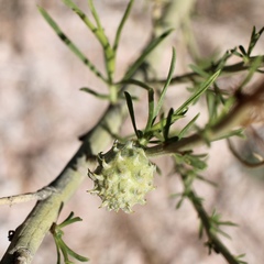 Rhopalomyia utahensis