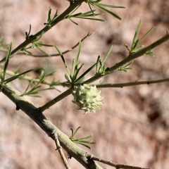 Rhopalomyia utahensis