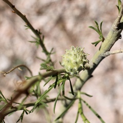 Rhopalomyia utahensis