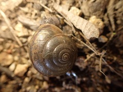 Helminthoglypta traskii