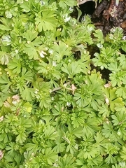 Alchemilla australis