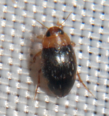 Bidessonotus
