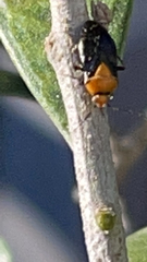 Neocapsus