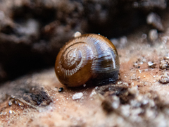 Glyphyalinia indentata