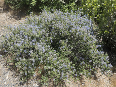 Ceanothus lemmonii