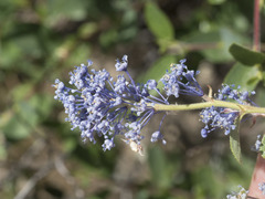 Ceanothus lemmonii
