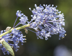 Ceanothus lemmonii