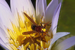 Vespa orientalis