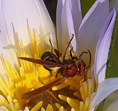 Vespa orientalis