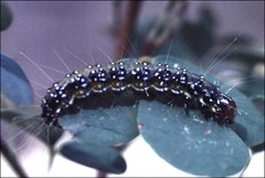 Uresiphita ornithopteralis