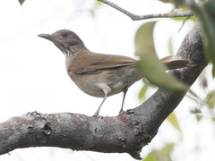 Turdus leucomelas