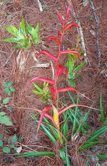Tillandsia standleyi
