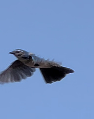 Aphelocoma californica