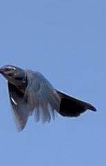 Aphelocoma californica