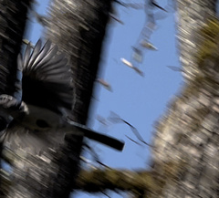 Aphelocoma californica