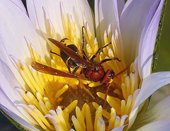 Vespa orientalis