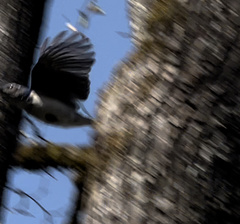 Aphelocoma californica