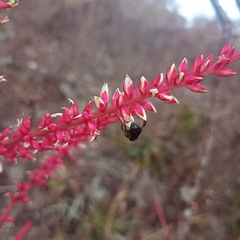 Trigona nigerrima