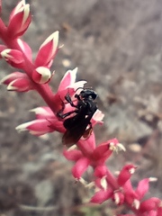 Trigona nigerrima
