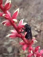 Trigona nigerrima