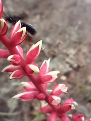 Hechtia rosea