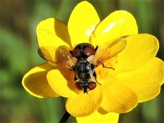 Gymnoclytia occidentalis