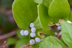 Smilax laurifolia