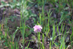 Allium serra