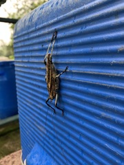 Ancistrocercus excelsior