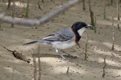 Pachycephala lanioides