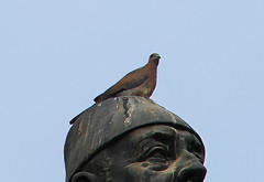 Streptopelia senegalensis