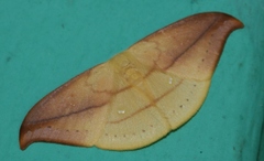 Tridrepana argentistriga