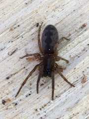 Segestria senoculata