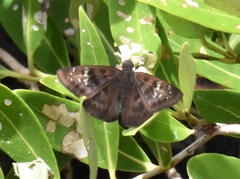 Ephyriades