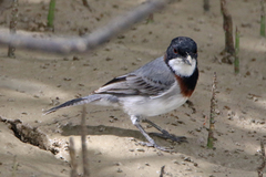 Pachycephala lanioides