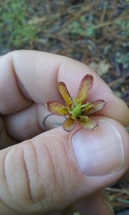 Fritillaria micrantha