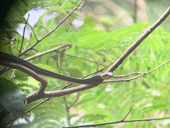 Chironius multiventris