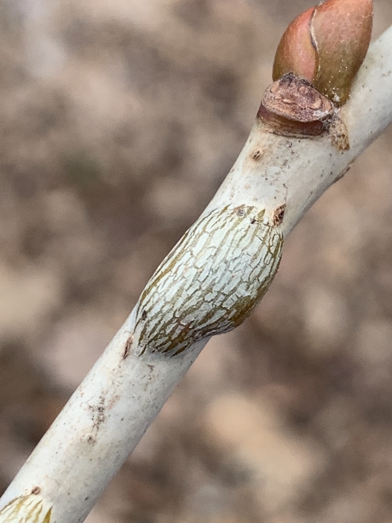 Ophiomyia tiliae