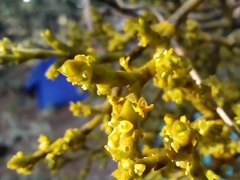 Arceuthobium globosum