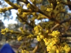 Arceuthobium globosum