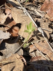 Lupinus texensis