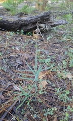 Fritillaria micrantha