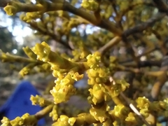 Arceuthobium globosum