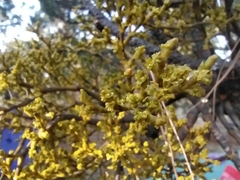 Arceuthobium globosum