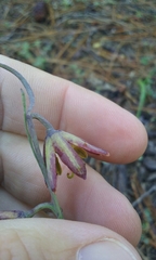 Fritillaria micrantha