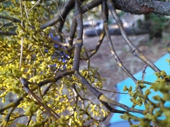 Arceuthobium globosum