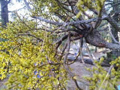 Arceuthobium globosum