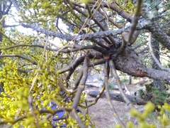 Arceuthobium globosum