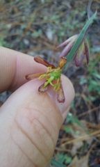 Fritillaria micrantha